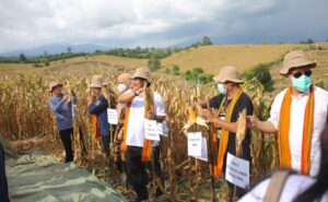 Produksi jagung Dompu masih trend positif