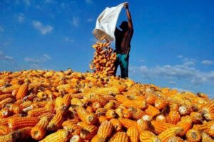 Berkat jagung, Dompu dapat reward