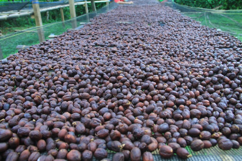 Aroma Ori Coffee Melangit di Tiga Benua