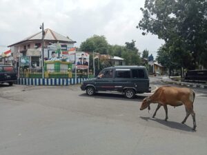 Awas kecelakaan, Sapi berkeliaran bebas di jalanan kota Dompu
