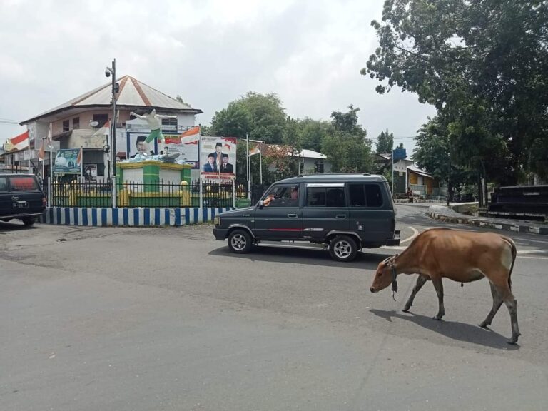 Awas kecelakaan, Sapi berkeliaran bebas di jalanan kota Dompu